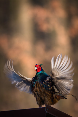 Common pheasant (Phasianus colchicus) in the grass. Male  pheasant during courtship with outstretched wingsの写真素材