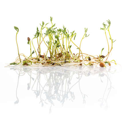 Green lentil sprouts isolated on white, macro food photo. Sprouting French green lentils, also called Puy lentils. Green seedlings and young plants of Lens esculenta puyensis, a healthy microgreen.の写真素材