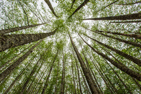 Forest summer landscape, summer forest tree tops on the background of the blue sky, summer forest trees at sunset, summer forest nature, summer forest trees, summer forest season, summer forest landscapeの素材 [FY310169294041]