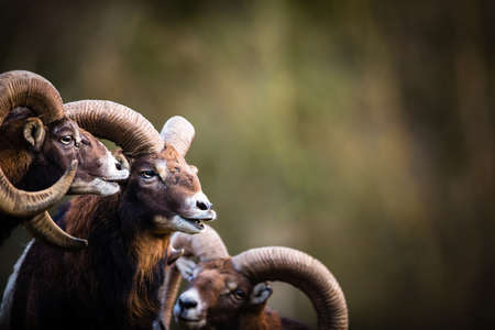 Big Mufflon Bucks, standing in their habitatm european forestの写真素材