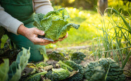 Senior gardener gardening in his permaculture garden - holding a splendid Savoy Cabbage headの写真素材