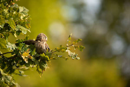 Eurasian scops owl (Otus scops) - Small scops owl on a branch in autumnal forest, its natural...