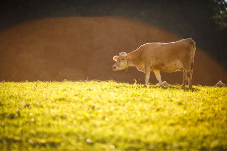 Cow in pasture. Mountain meadow. Green meadow in mountains and cow summer landscape.の写真素材