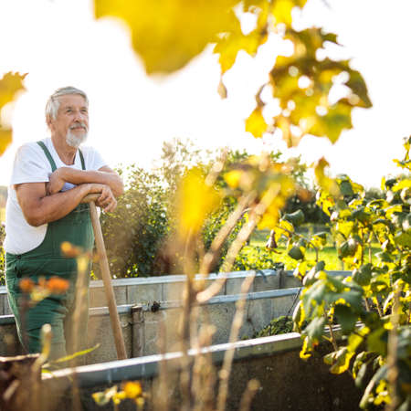 Senior gardenr gardening in his permaculture gardenの写真素材