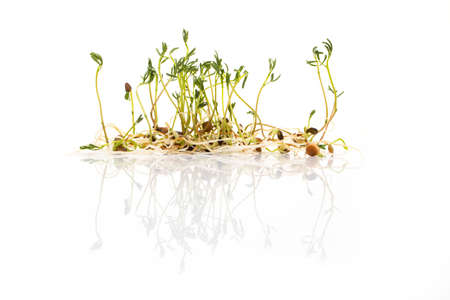 Green lentil sprouts isolated on white, macro food photo. Sprouting French green lentils, also called Puy lentils. Green seedlings and young plants of Lens esculenta puyensis, a healthy microgreen.の写真素材