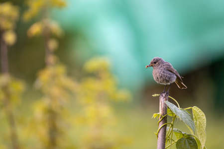 Black redstart (Phoenicurus ochruros) in a lovely gardenの写真素材