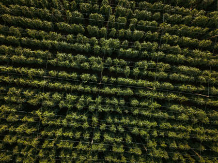 Hops being grown on a field - necessary ingredient for beer brewingの写真素材
