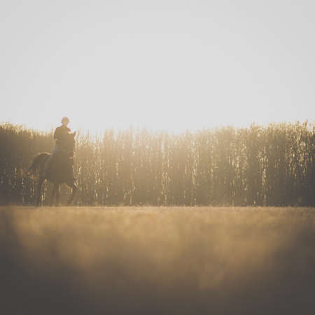 Female horse rider riding outdoors on her lovely horse - focus on the trees in the background, makes for a very atmospheric imageの写真素材