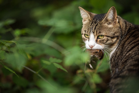 Cute cat hunter caught a mouse and holds in teeth outdoorの写真素材