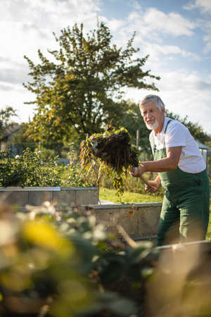 Senior gardenr gardening in his permaculture gardenの写真素材