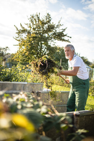 Senior gardenr gardening in his permaculture gardenの写真素材