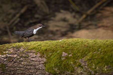 White-throated dipper (Cinclus cinclus) sitting on a stone. Diving bird hunting in the water. spring moment from the mountain riverの写真素材