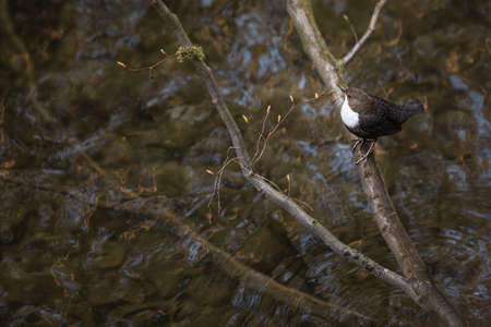 White-throated dipper (Cinclus cinclus) sitting on a stone. Diving bird hunting in the water. spring...