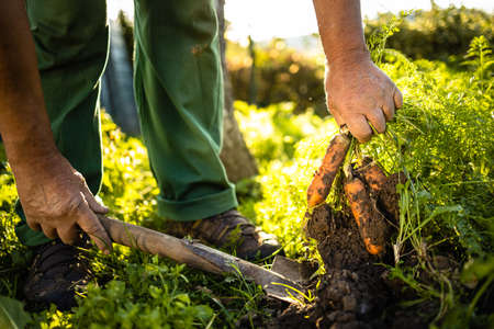 Senior gardener gardening in his permaculture garden - harvesting carrotsの写真素材