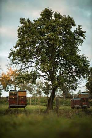 Lovely beehives amid splendid orchard