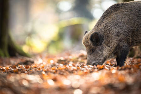 Wild Boar Or Sus Scrofa, Also Known As The Wild Swine, Eurasian Wild Pig