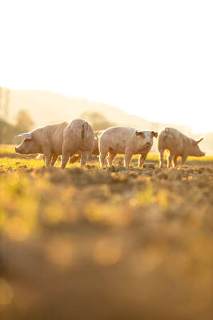 Pigs eating on a meadow in an organic meat farm - wide angle lens shotの写真素材