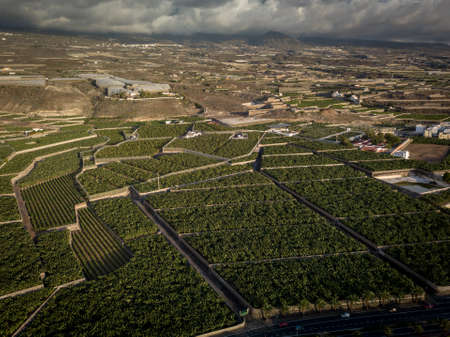Banana plantation - Banana trees in the garden by the sea, Tenerife, The Canary Islands - Aerial Imageの写真素材