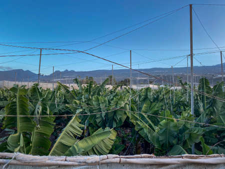 Banana plantation - Banana trees in the garden by the sea, Tenerife, The Canary Islandsの写真素材