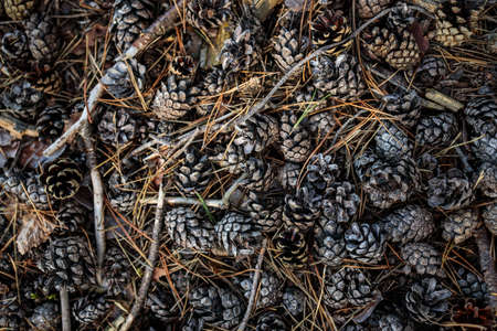 Forest ground covered with cones - Bunch of pine cones on the groundの写真素材