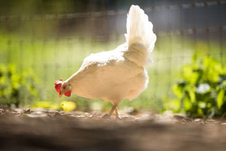 Rooster in the chicken coop. Domestic bird. Beautiful rooster. Agriculture. Chickens and roosters. Farm animalsの写真素材