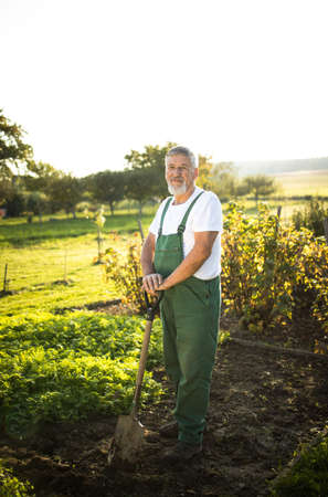 Senior gardener gardening in his permaculture garden - holding a spadeの写真素材