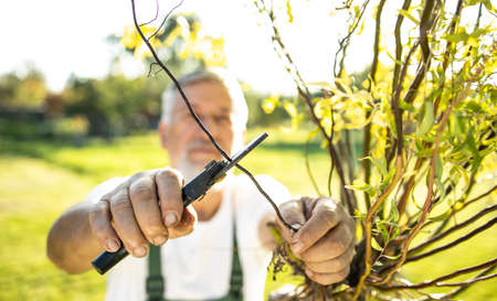 Senior gardener gardening in his permaculture gardenの写真素材