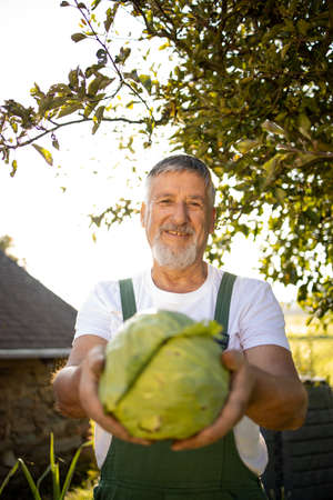 Senior gardener gardening in his permaculture garden - harvesting cabbageの写真素材