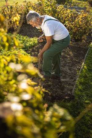 Senior gardener gardening in his permaculture garden - turning over the soil in his garden with a spadeの写真素材