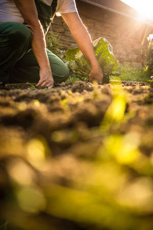 Senior gardener gardening in his permaculture garden - harvesting cabbageの写真素材