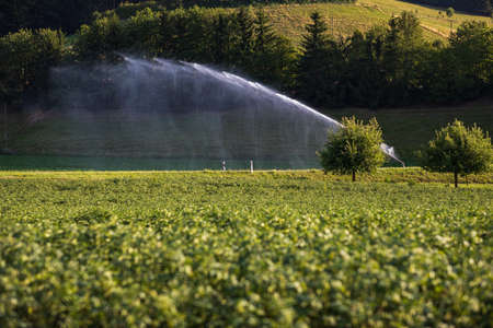 Intense agriculture corn fiekd being irrigatedwith huge amounts of water on a hot summer dayの写真素材