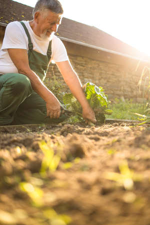 Senior gardener gardening in his permaculture garden - harvesting cabbageの写真素材