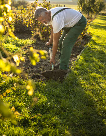 Senior gardener gardening in his permaculture garden - turning over the soil in his garden with a spadeの写真素材