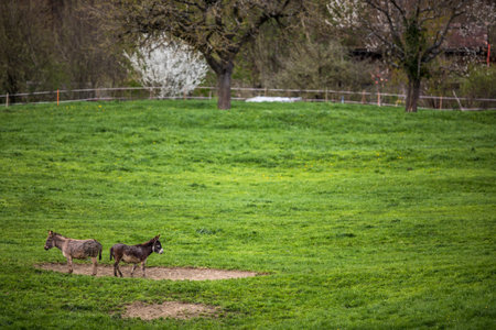 Donkeys grazing in a farmの写真素材