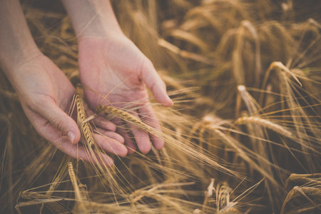 Field of wheat touched by hand of spikes in the sunset light. Golden wheat fields. Wheat ears in hands. Harvest or crop concept. Image of spikelets in hands.の写真素材