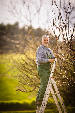 Senior gardener gardening in his permaculture garden - getting ready for the season, carrying out the necessary springtime tasksの写真素材