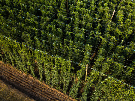 Hops being grown on a field - necessary ingredient for beer brewingの写真素材