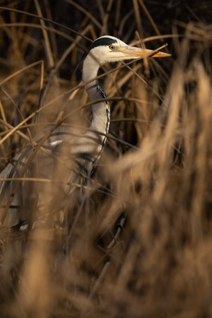 Grey Heron  (Ardea cinerea) - wildlife in its natural habitatの写真素材