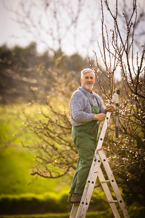 Senior gardener gardening in his permaculture garden - getting ready for the season, carrying out the necessary springtime tasksの写真素材