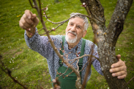 Senior gardener gardening in his permaculture garden - getting ready for the season, carrying out the necessary springtime tasksの写真素材