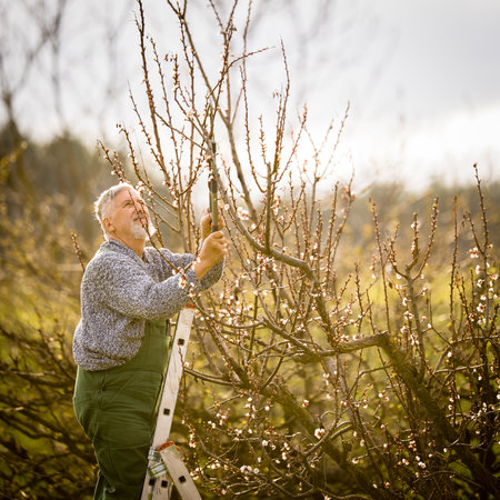 Senior gardener gardening in his permaculture garden - getting ready for the season, carrying out the necessary springtime tasksの写真素材