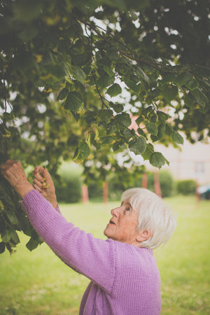 Elderly woman collects healing linden flowers (shallow DOF)の写真素材