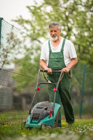 Senior man gardening in his garden (color toned image), taking good care of his fruit trees from a ladderの写真素材