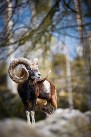 The mouflon (Ovis orientalis)の写真素材