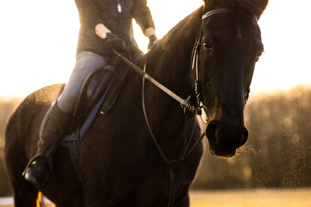 Female horse rider riding outdoors on her lovely horseの写真素材