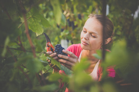 Female vintner harvesting white vine grapes (color toned image)の写真素材