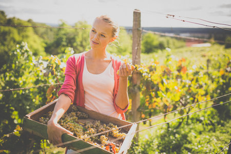 Female vintner harvesting white vine grapes (color toned image)の写真素材