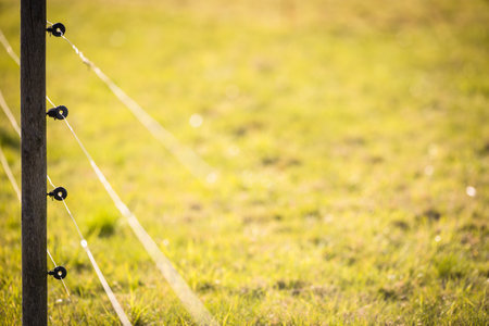 Electric fence around a pasture with animals grazing on fresh pasture grassの写真素材