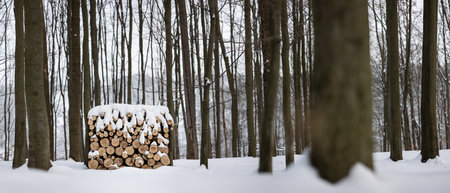 Pile of firewood in the forest in winterの写真素材