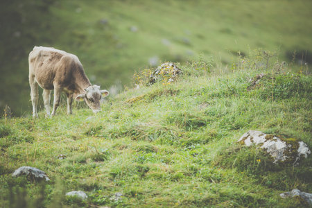 Cow grazing on a green alpine meadow in the Swiss Alps, Switzerlandの写真素材